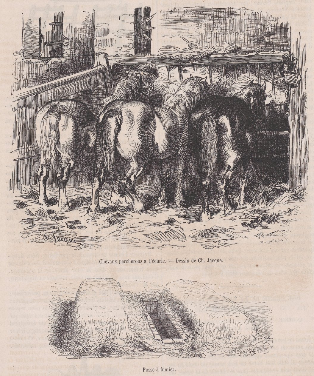 Percheron paarden in de stal, mesthoop, uit Magasin Pittoresque, ca. 1852 door Charles Emile Jacque