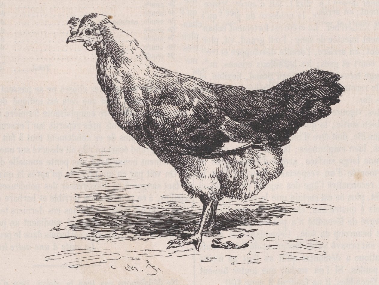 Poule française ordinaire, slechte legster, uit Magasin Pittoresque, ca. 1852 door Charles Emile Jacque