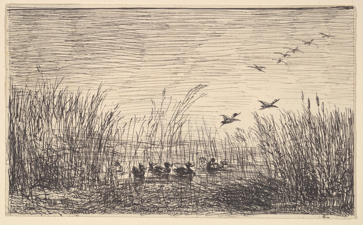 Eenden in de moerassen door Charles Francois Daubigny