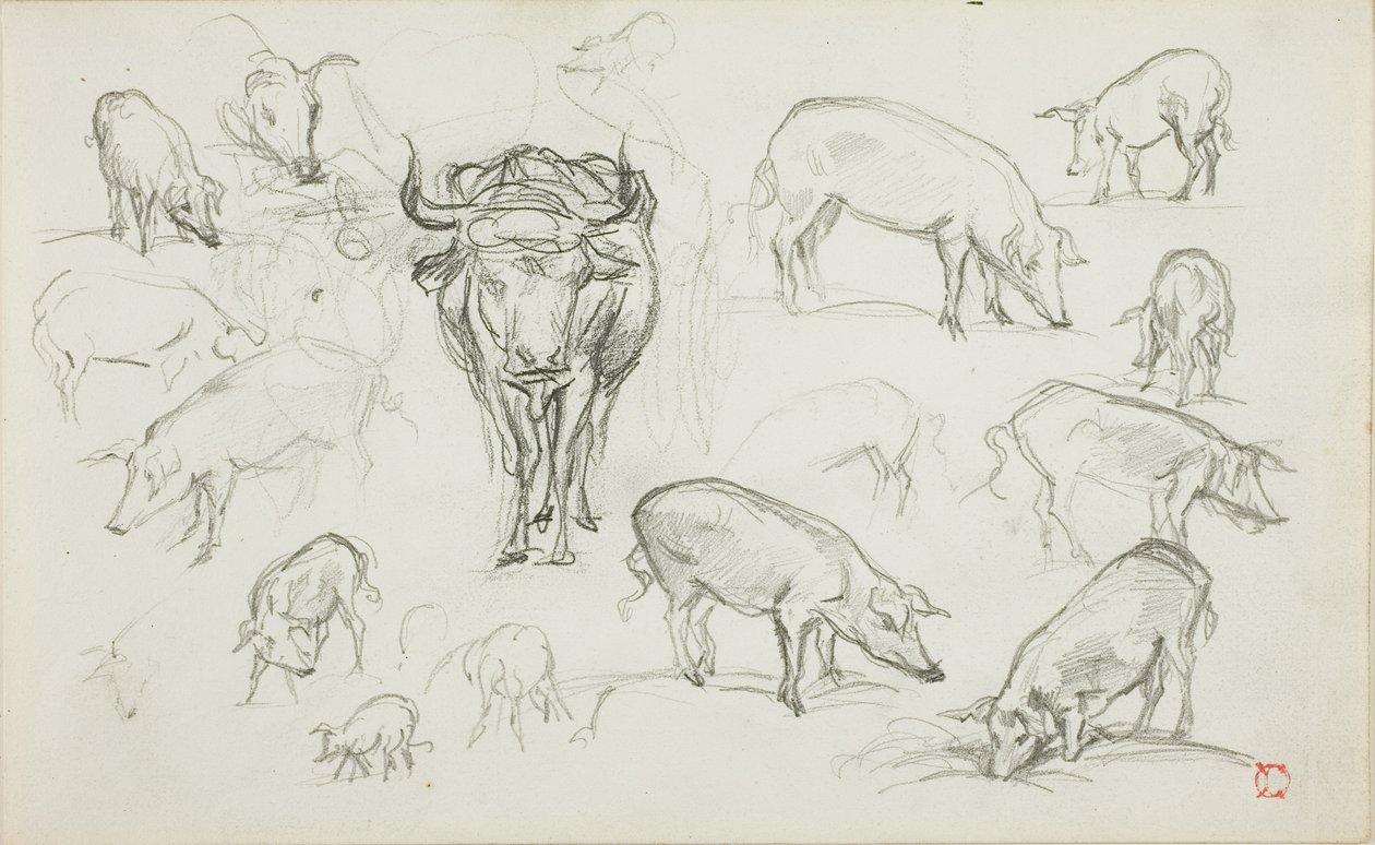 Schetsen van Varkens en een Os door Charles Francois Daubigny
