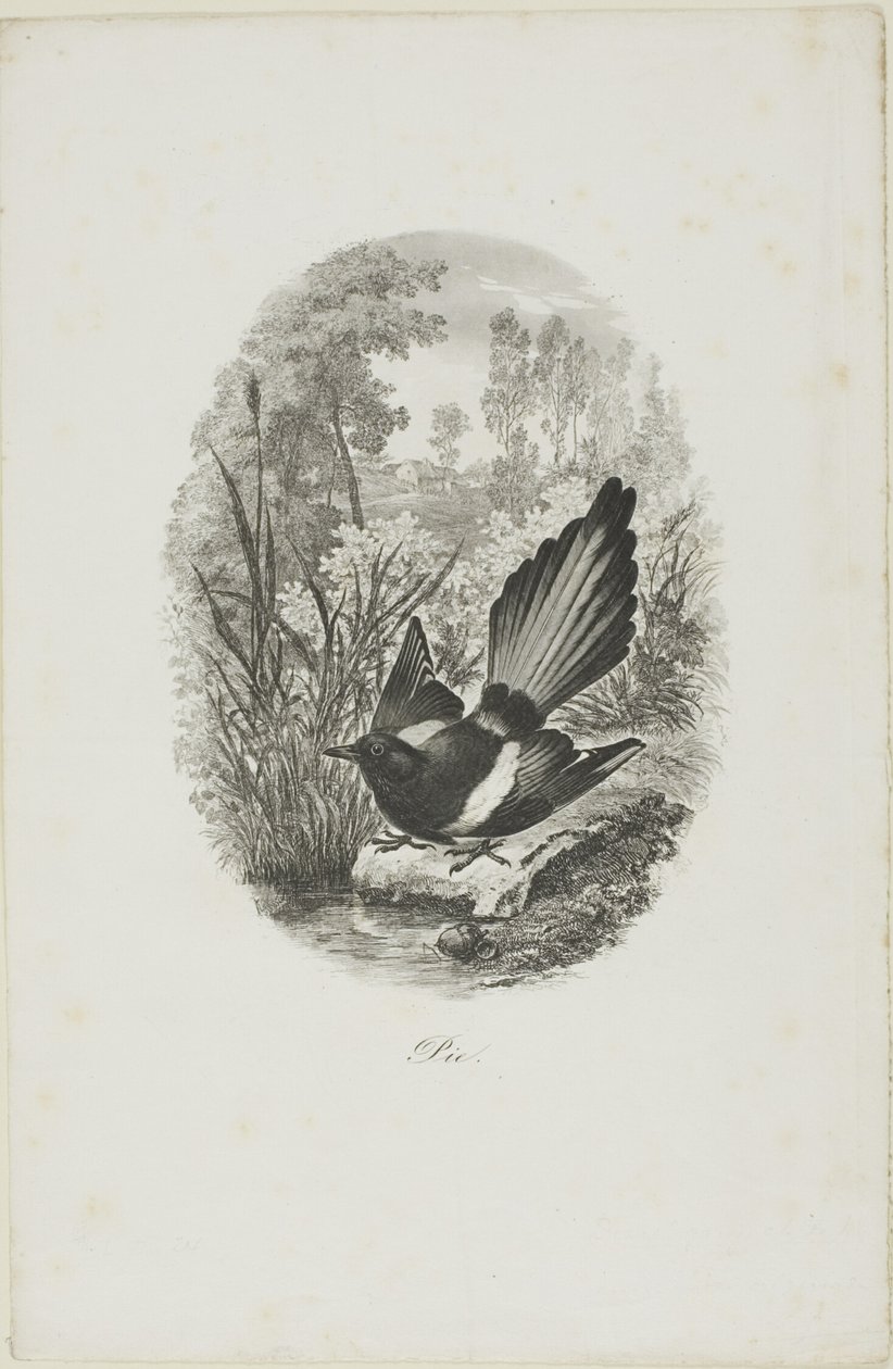 De Ekster door Charles Francois Daubigny