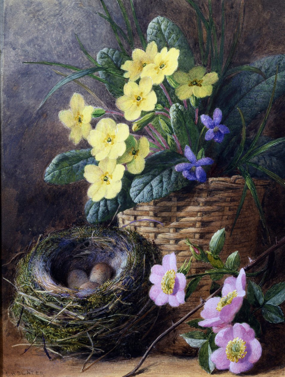 Stilleven van Primula