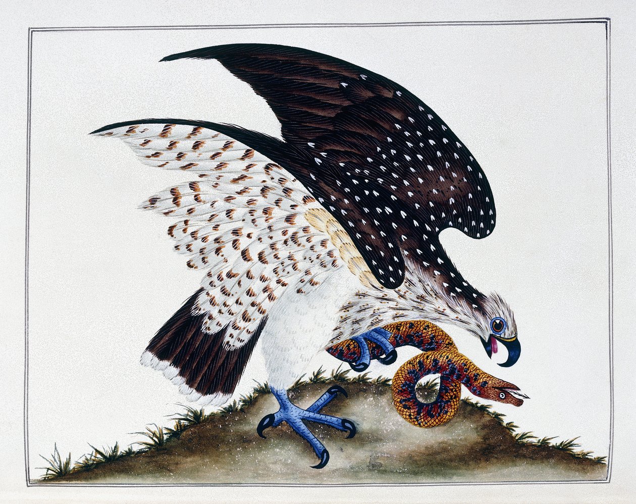 Roofvogel met slang, 1808-21 door Charles Hayes