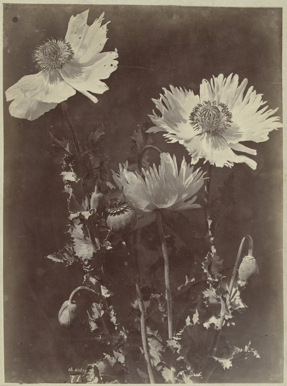 Bloemstilleven met papavers door Charles Hippolyte Aubry