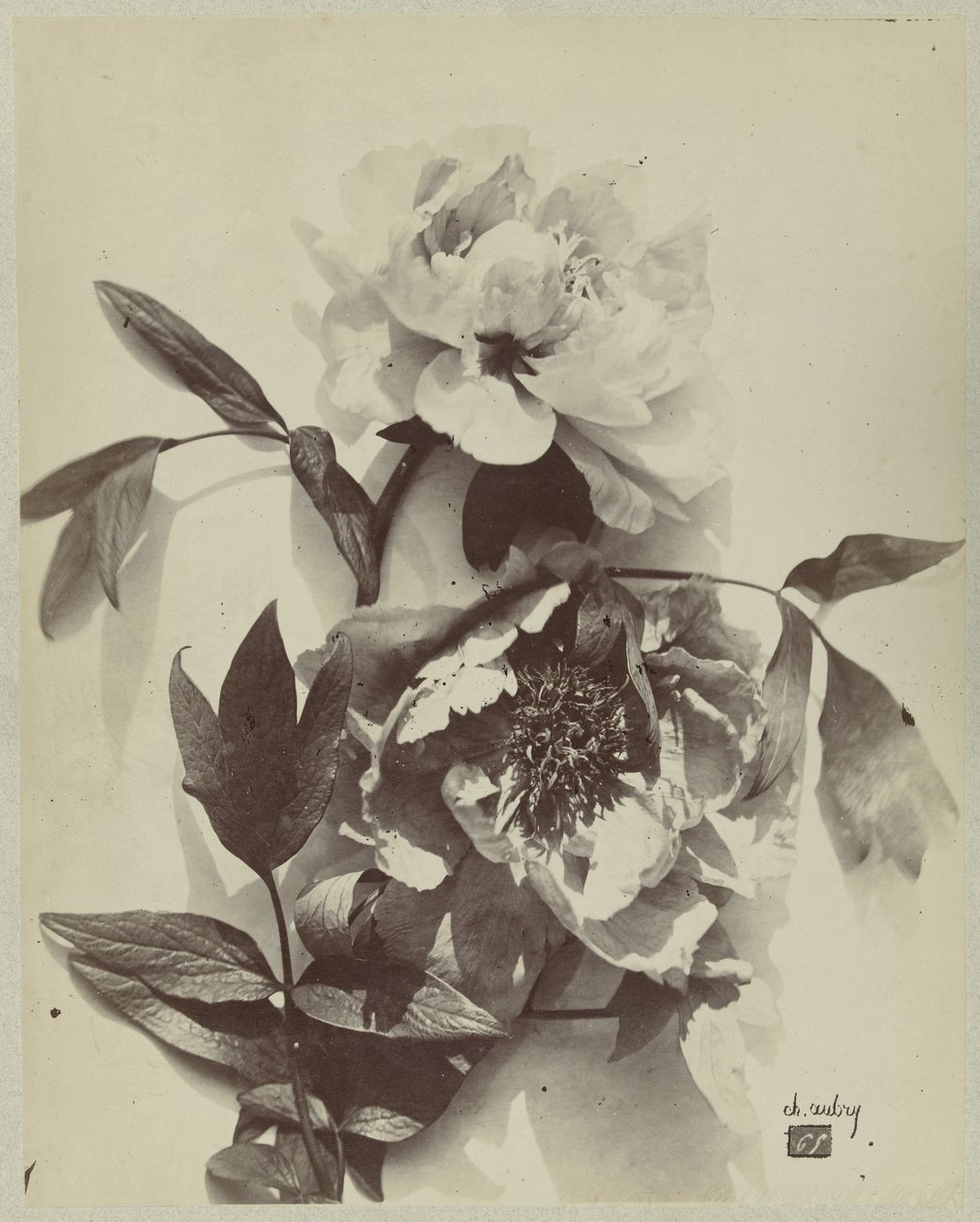 Bloemstilleven met pioenrozen door Charles Hippolyte Aubry