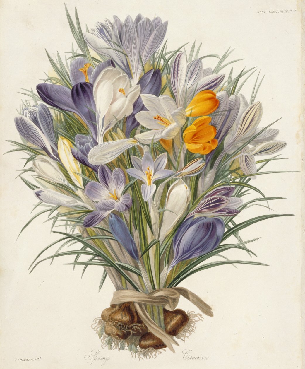 Lentekrokussen, plaat uit Transactions of the Horticultural Society, London, vol VII, 1830 (handgekleurde gravure) door Charles John Robertson