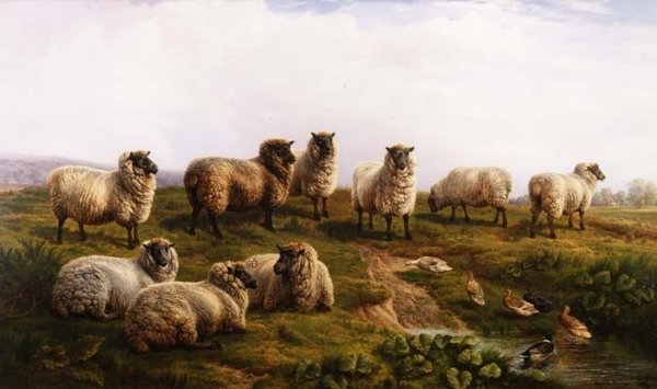 Welsh Zwartkop Schapen door Charles Jones