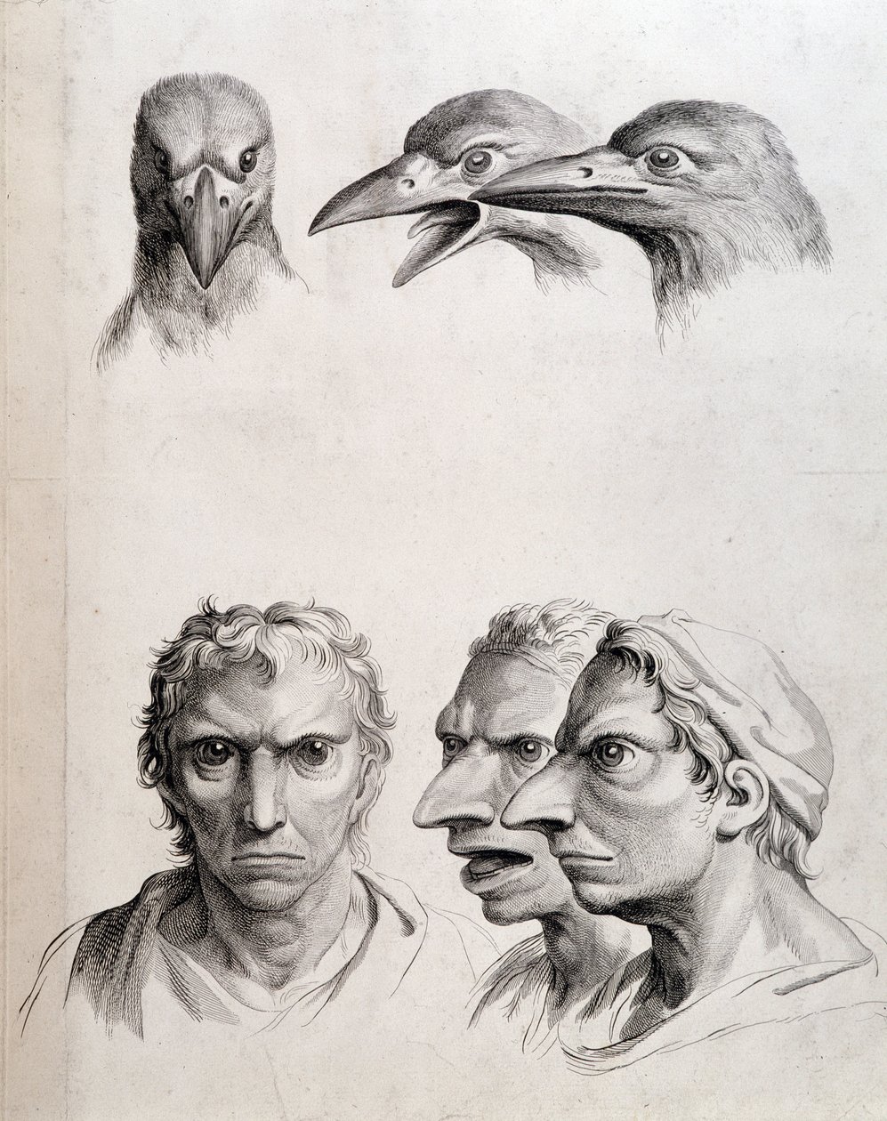 Profielen van vogel en "man-vogel" - door Lebrun, in "Verhandelingen over de fysiognomie van de mens vergeleken met die van dieren" door Charles Le Brun