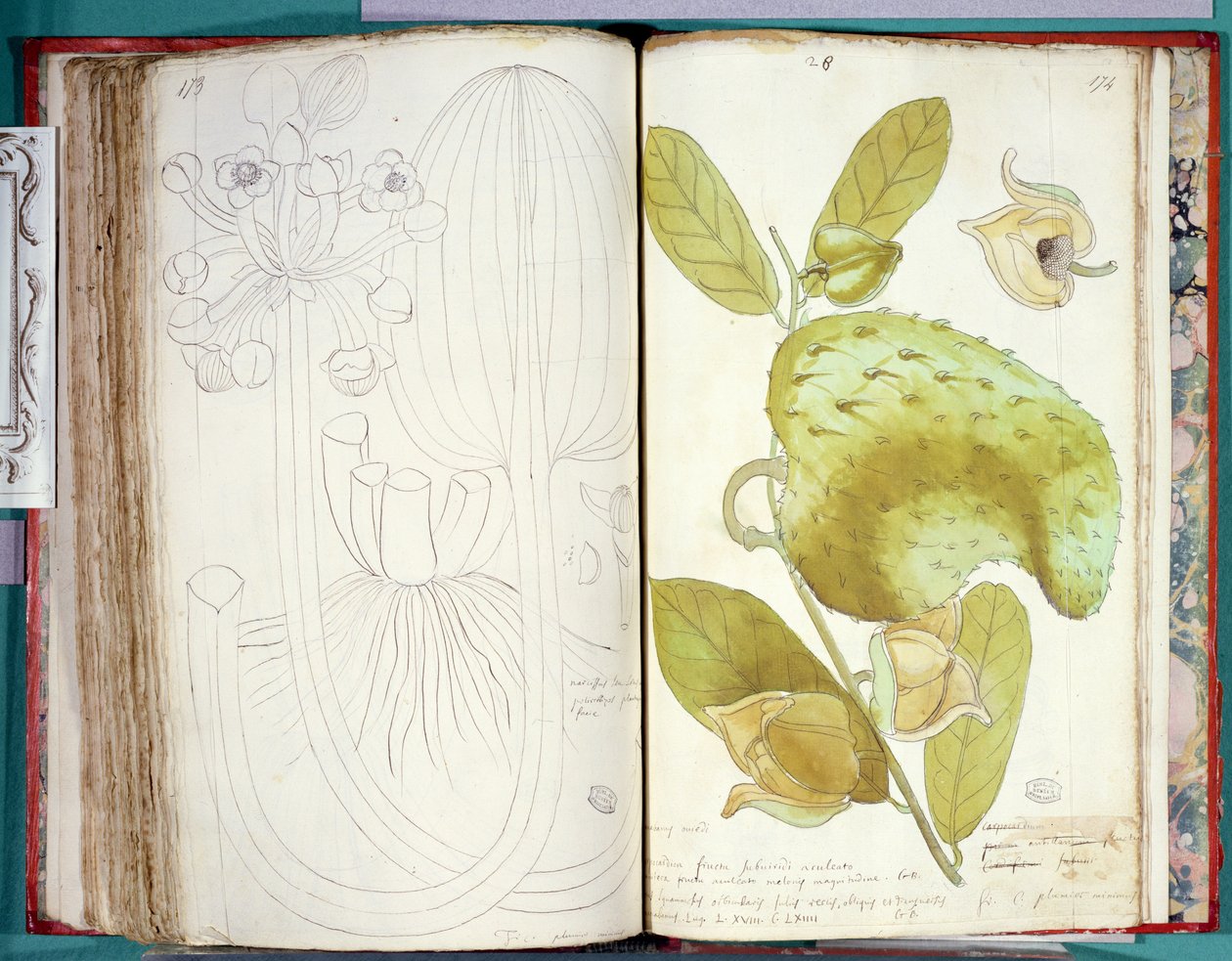 Ms 23 Kardemom, uit een manuscript over planten van de Antillen en Santo Domingo door Charles Plumier