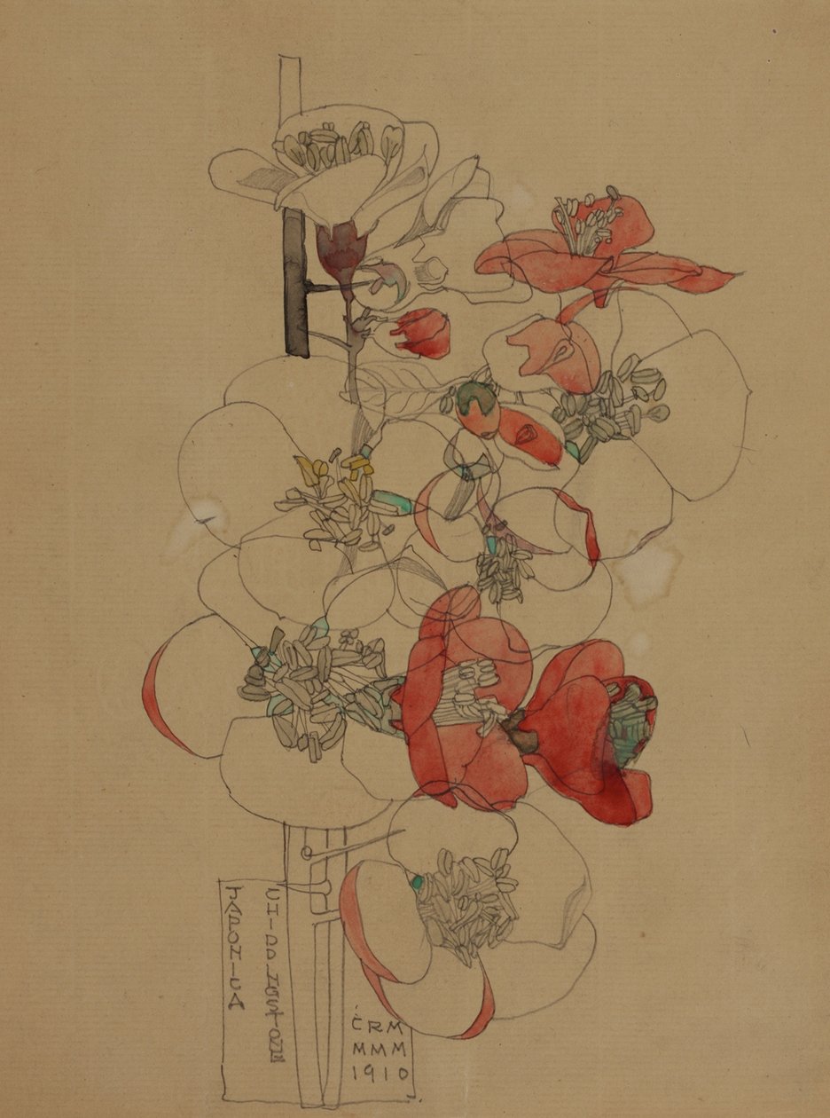 Japonica door Charles Rennie Mackintosh