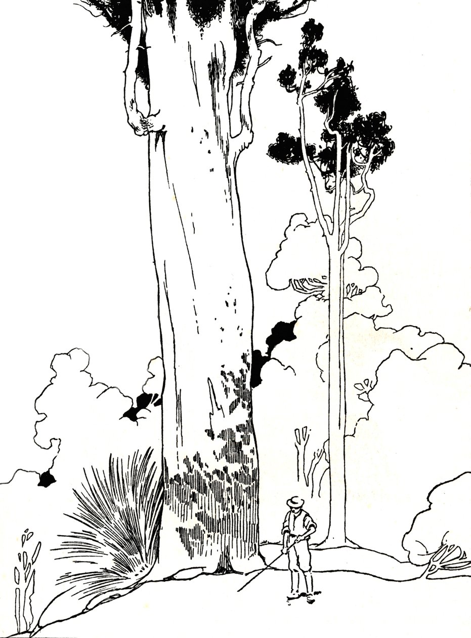 Een Kauri-boom, 1912 door Charles Robinson