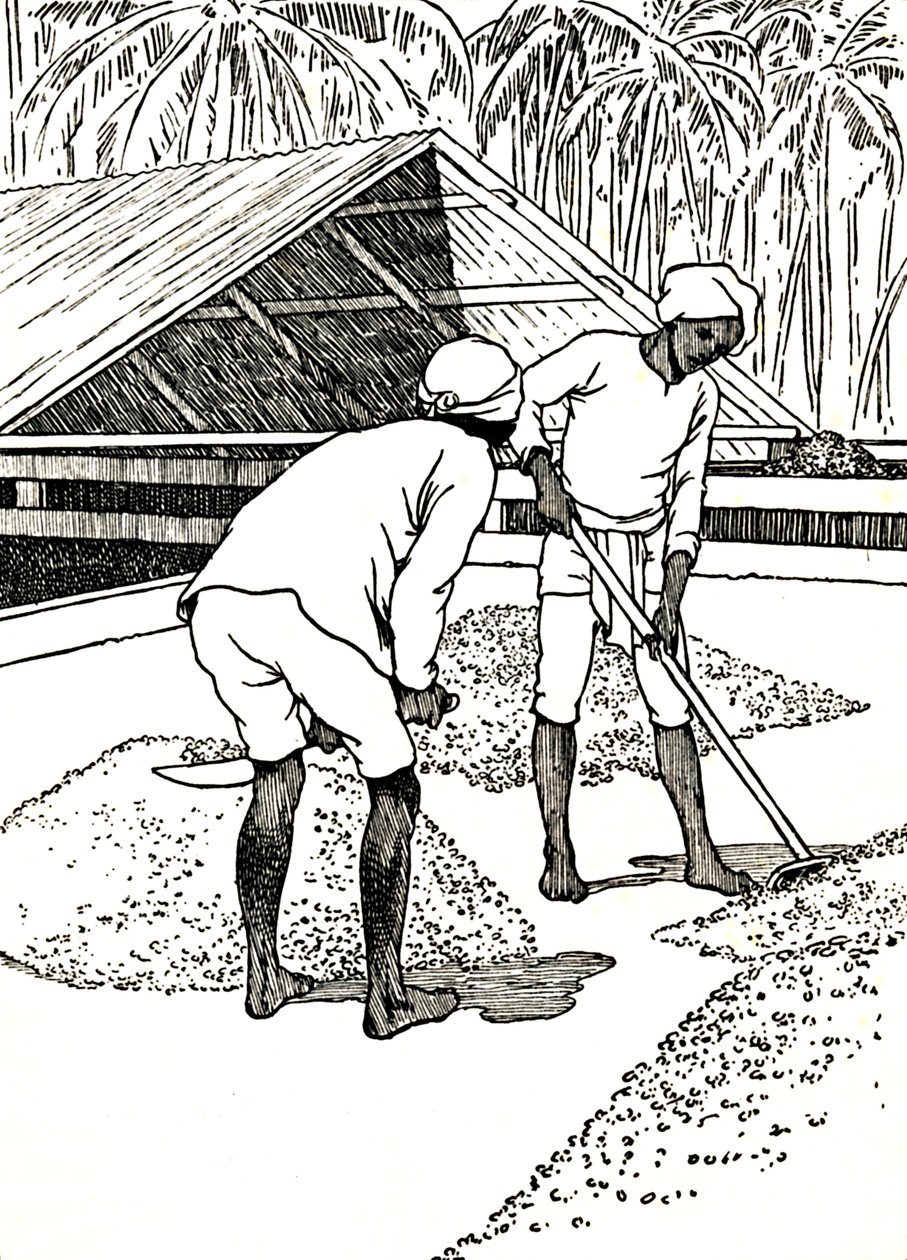 Het drogen van de cacao door Charles Robinson