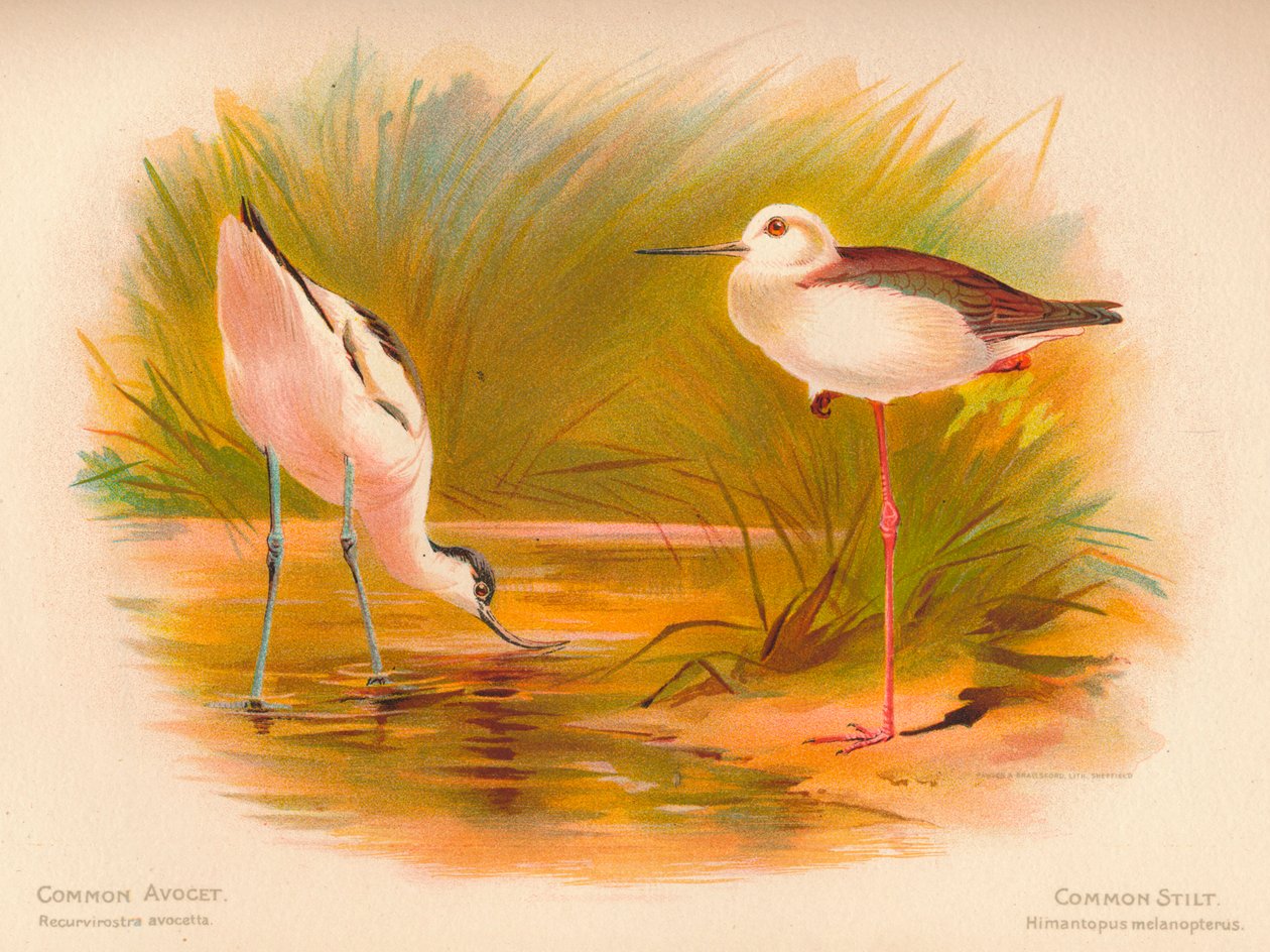 Kluut Recurvirostra avocetta, Steltkluut Himantopus melanopterus door Charles Whymper