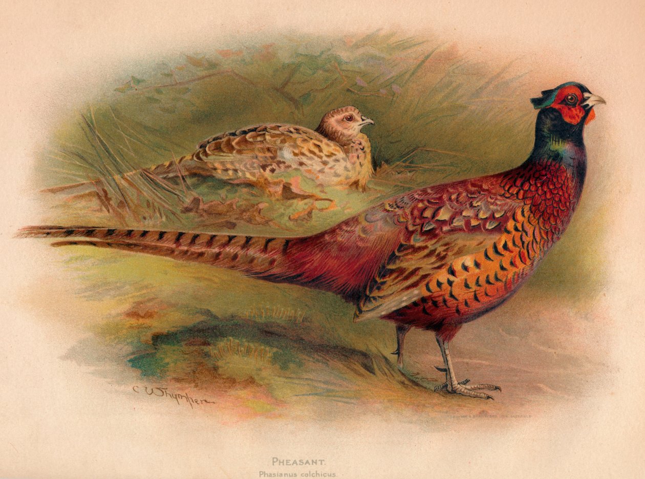 Fazant Phasianus colchicus door Charles Whymper