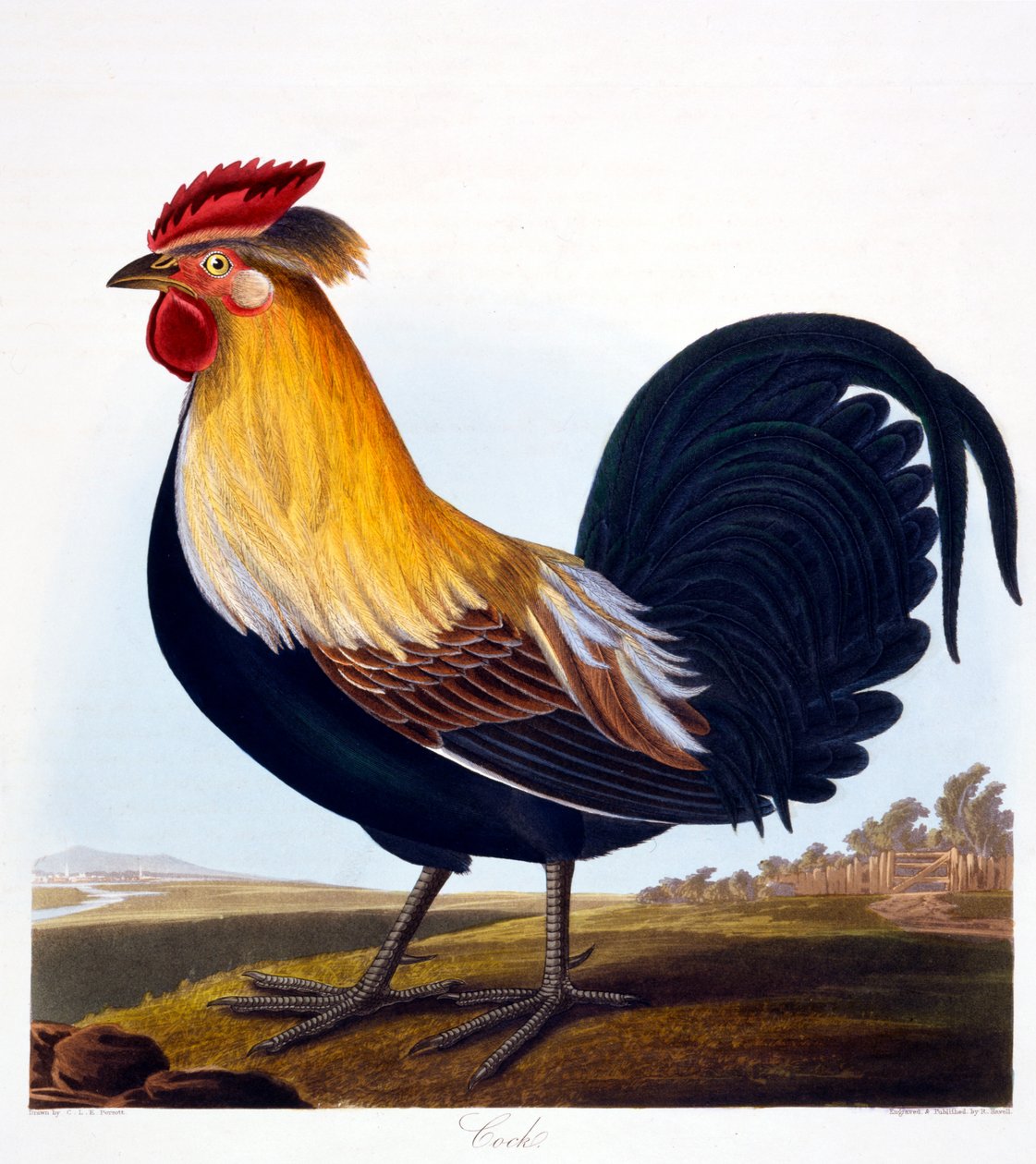 Haan (Phasianus), gegraveerd door Robert Havell, Jr, 1835 door Charlotte L. E. Perrott