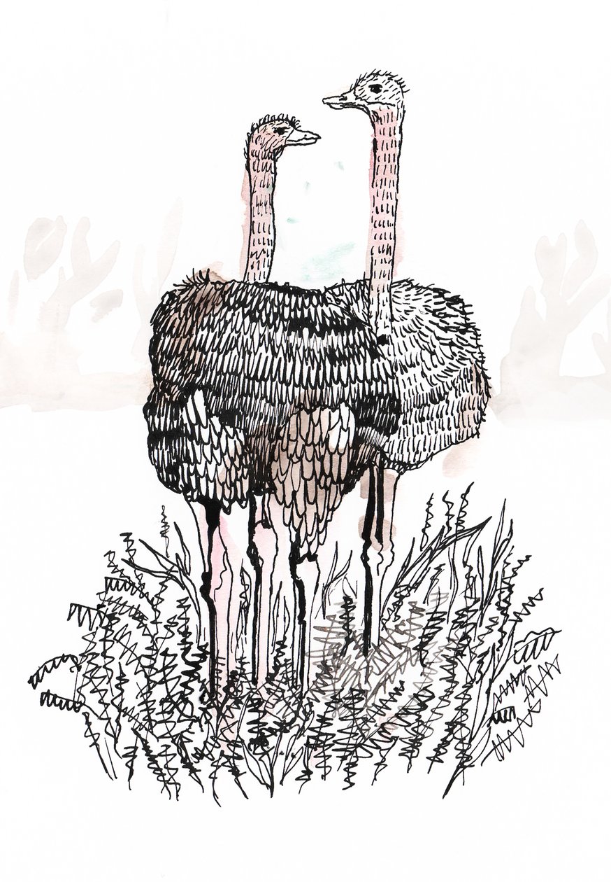Flamingo