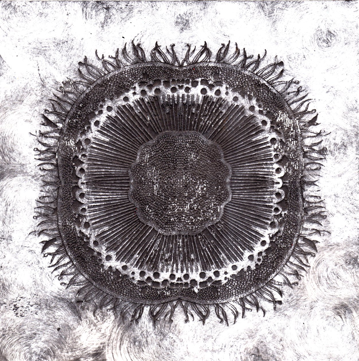 Plantecellen, 2019 door Charlotte Orr