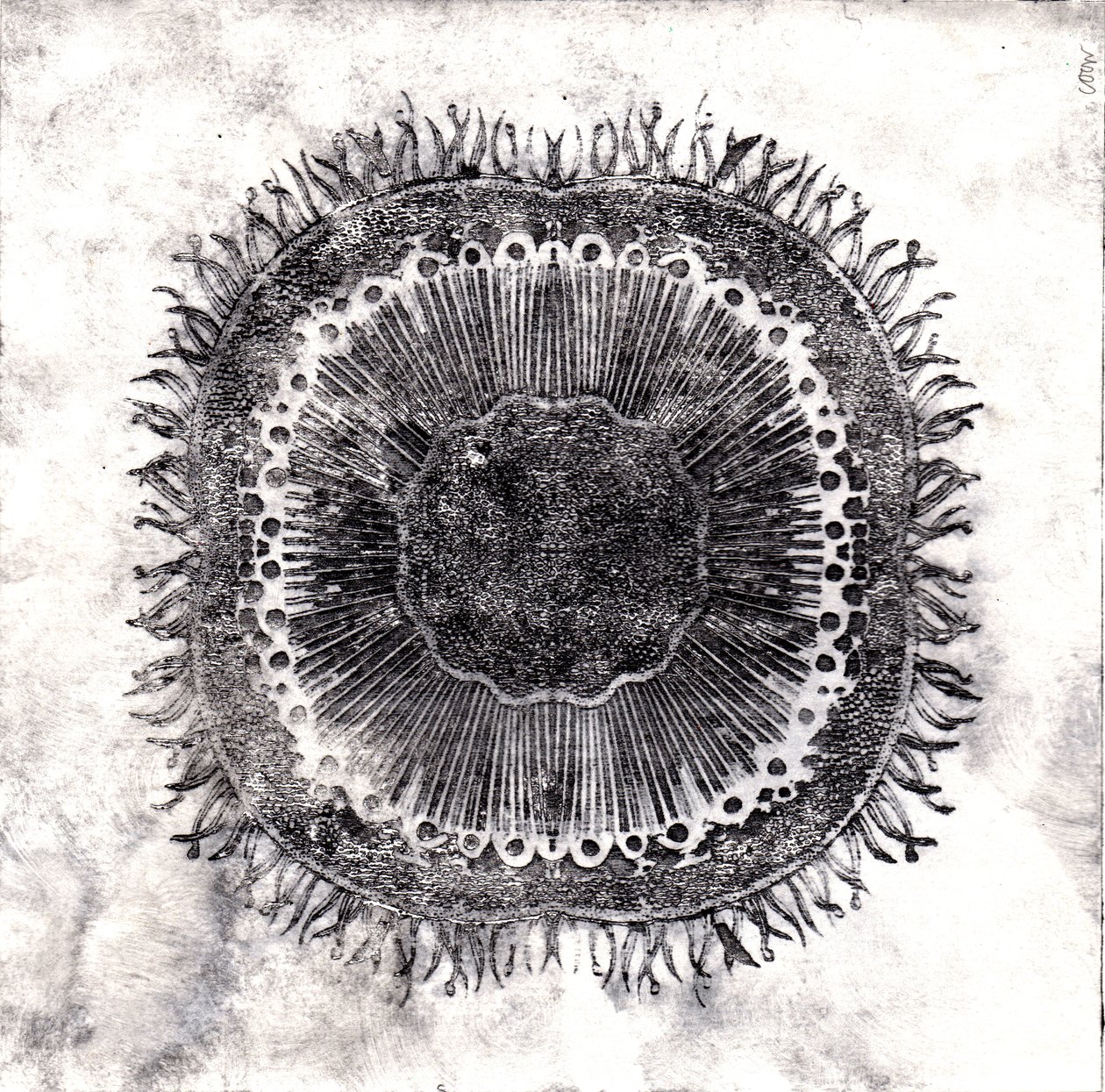 Planten Cellen, 2019 door Charlotte Orr