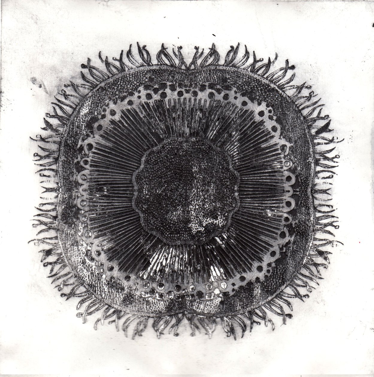 Planten Cellen, 2019 door Charlotte Orr