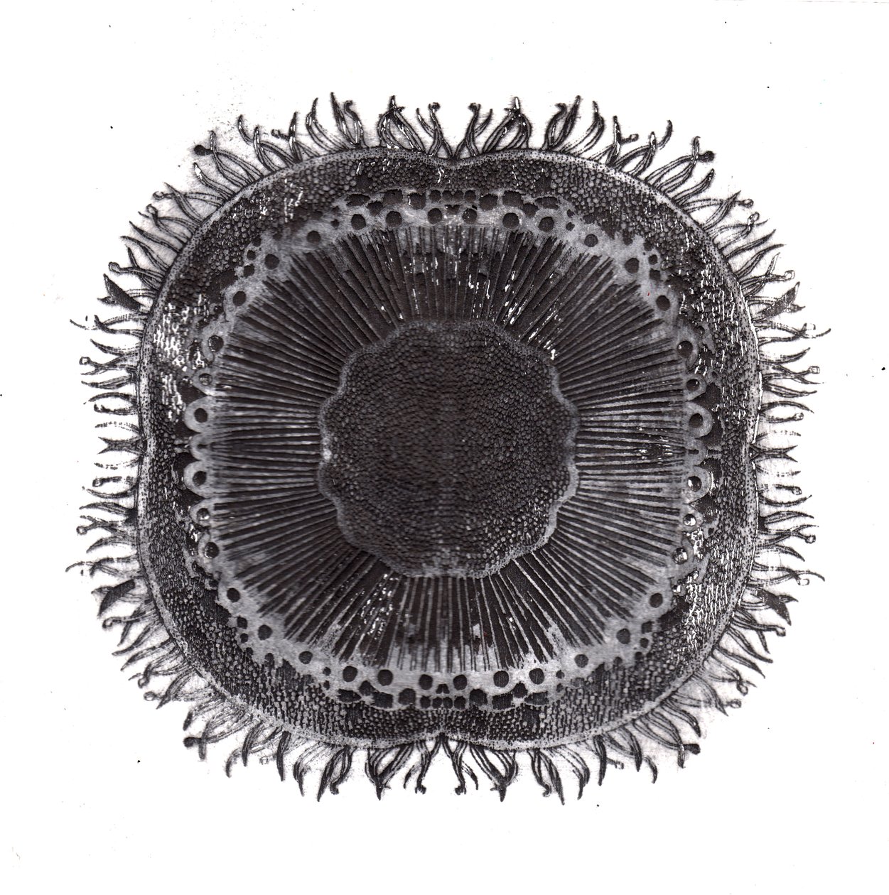 Planten Cellen, 2019 door Charlotte Orr
