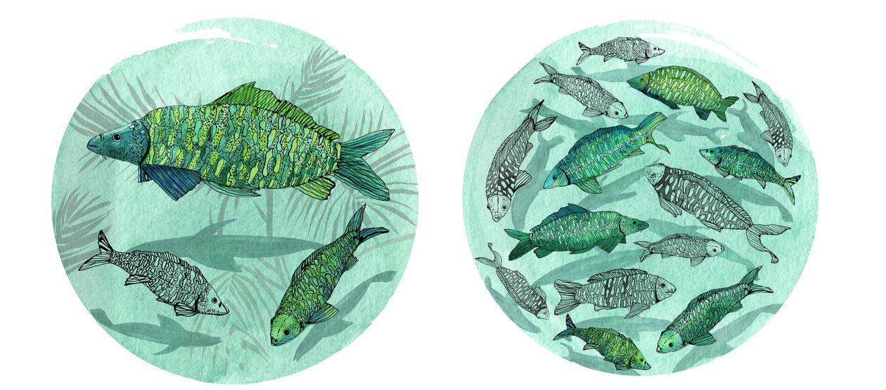 Kleine Vis Grote Vijver, 2018 door Charlotte Orr