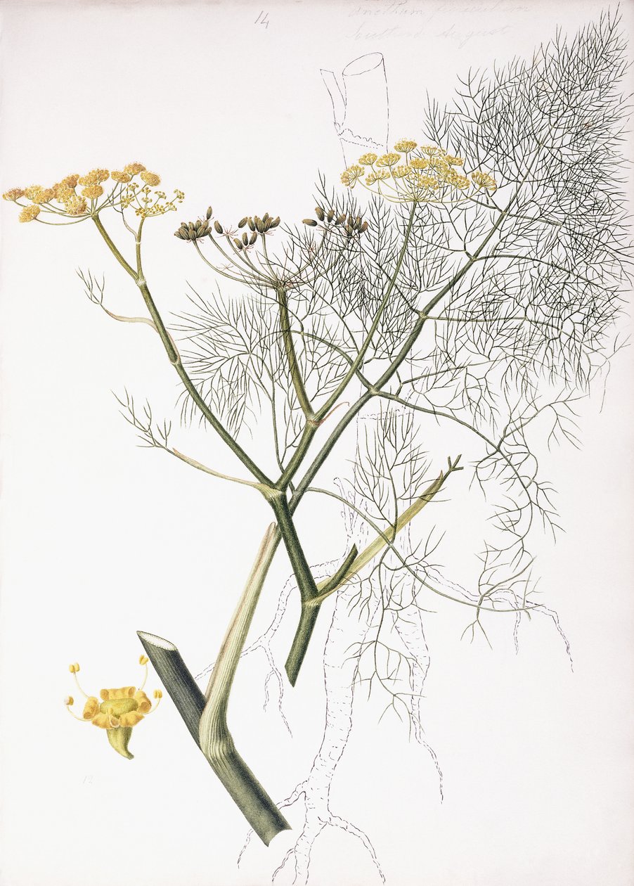 Een Botanische Studie, 1822-1845 door Charlotte Strickland