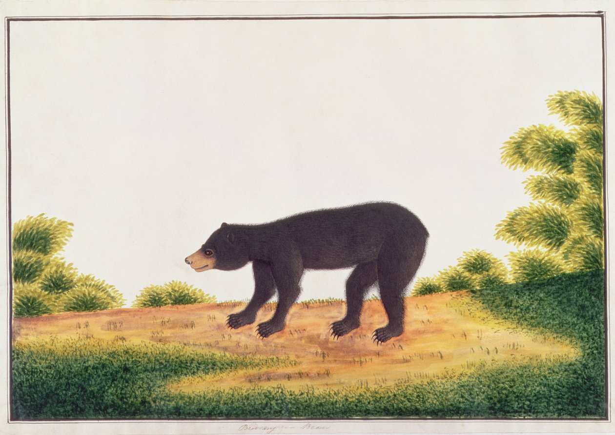 Beer, Broo-ang, uit Tekeningen van Dieren, Insecten en Reptielen uit Malakka, ca. 1805-18 door Chinese School