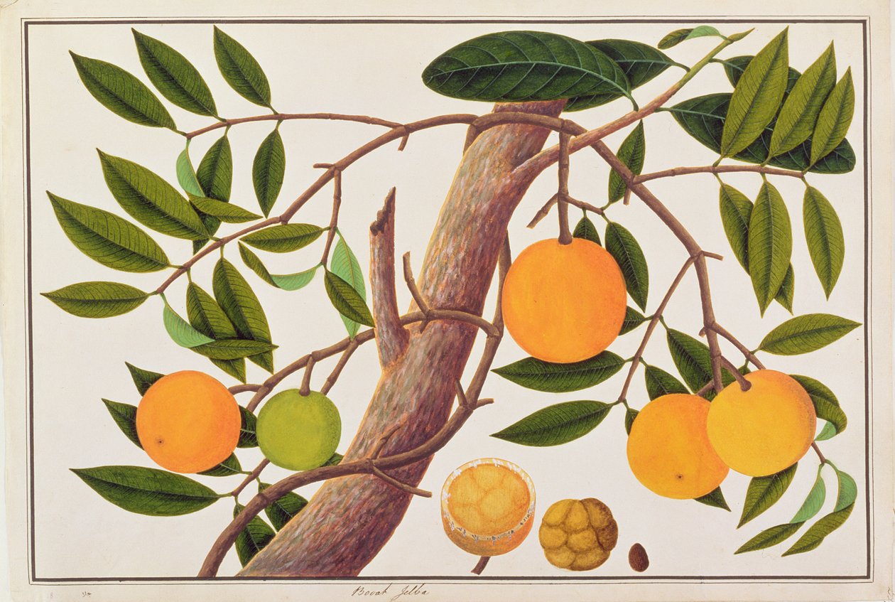 Booah Jebba, uit Tekeningen van Planten uit Malakka, c.1805-18 door Chinese School