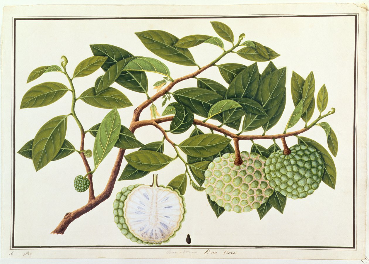 Bua Nora, uit Tekeningen van Planten uit Malakka, c.1805-18 door Chinese School