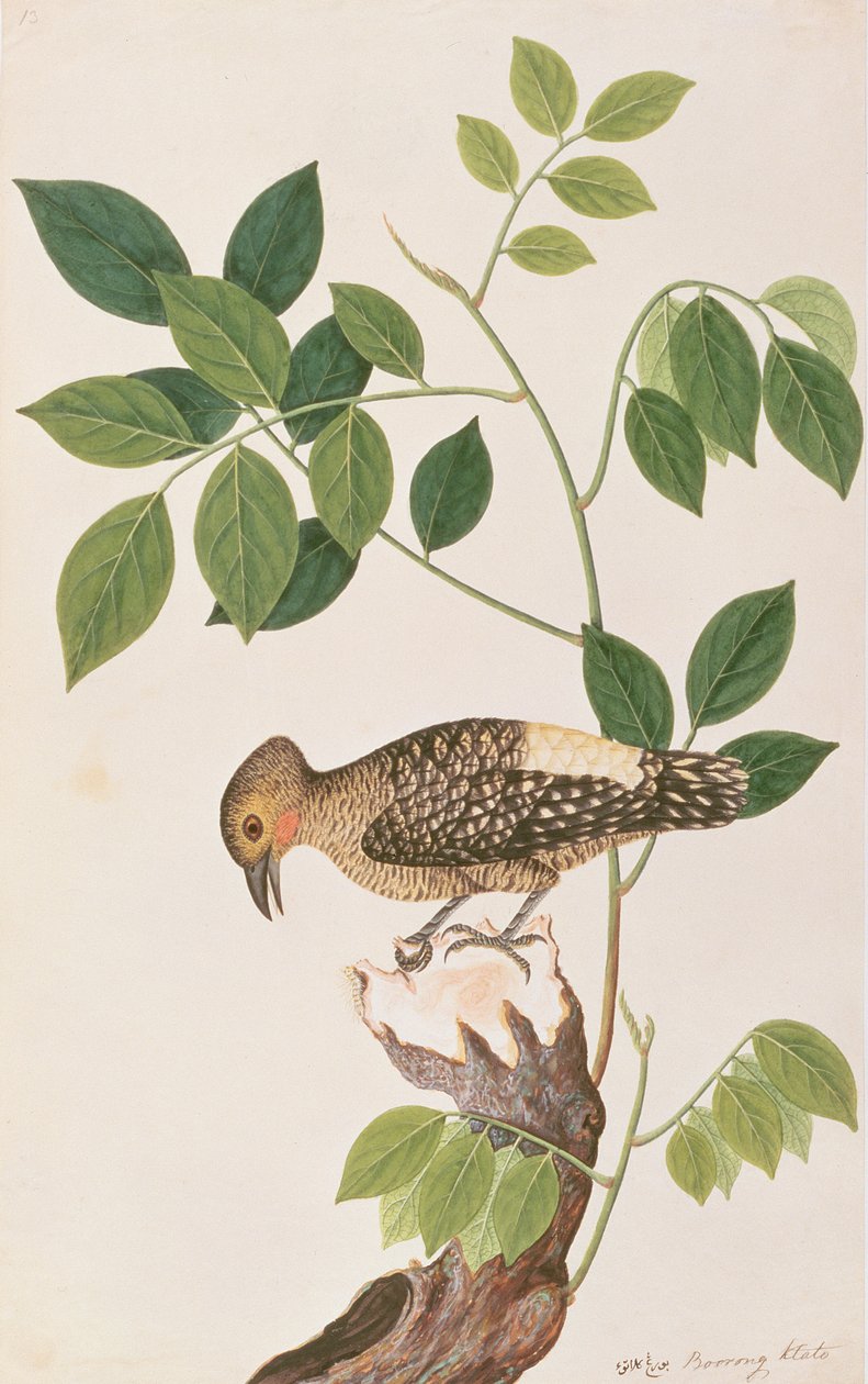 Buffelstuiterspecht, uit Tekeningen van Vogels uit Malakka, ca. 1805-18 door Chinese School