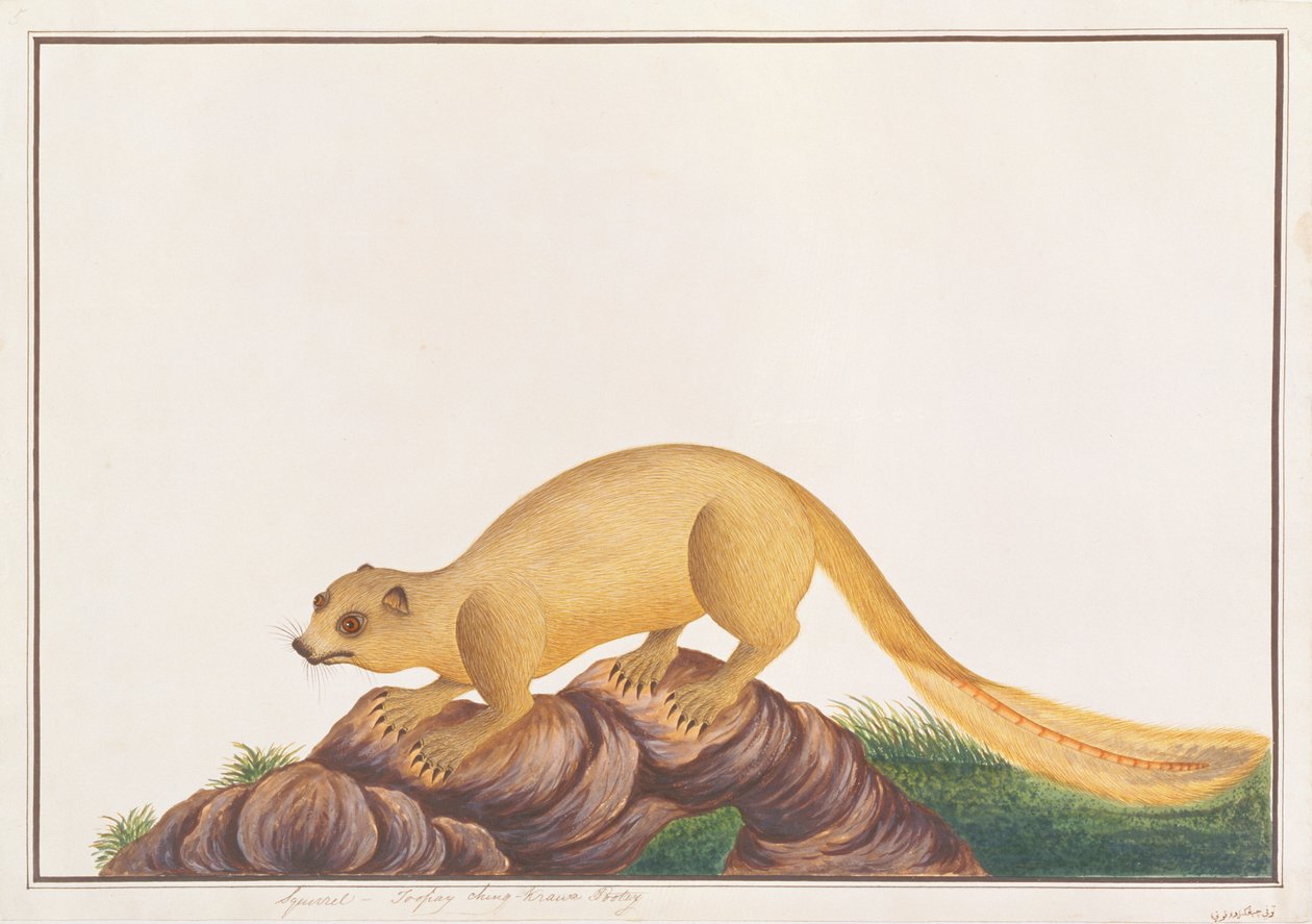 Crèmekleurige Reuzeekhoorn, uit Tekeningen van Dieren, Insecten en Reptielen uit Malakka, ca. 1805-18 door Chinese School