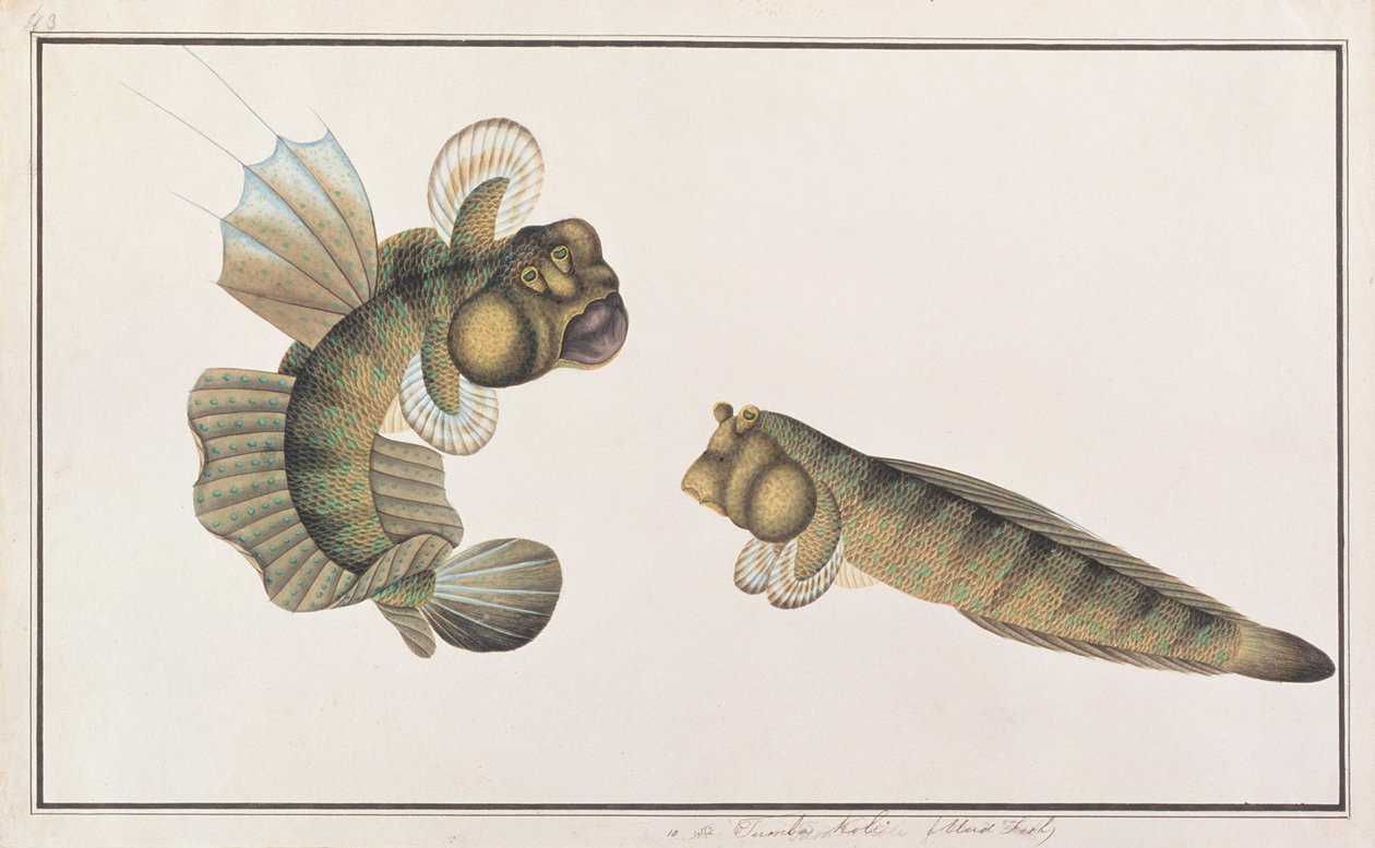 Drakenmodderkruiper, uit Tekeningen van Vissen uit Malakka, c.1805-18 door Chinese School