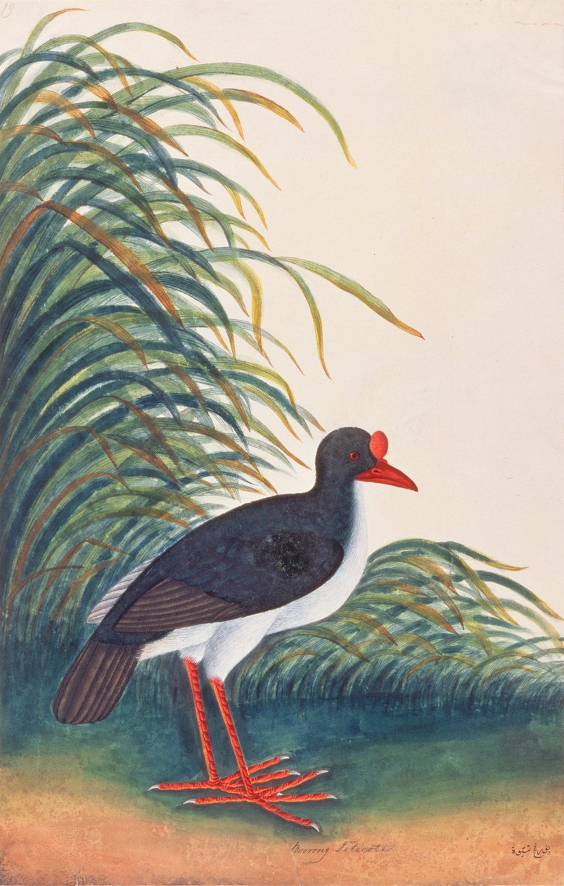 Scholekster, uit Tekeningen van Vogels uit Malakka, ca. 1805-18 door Chinese School