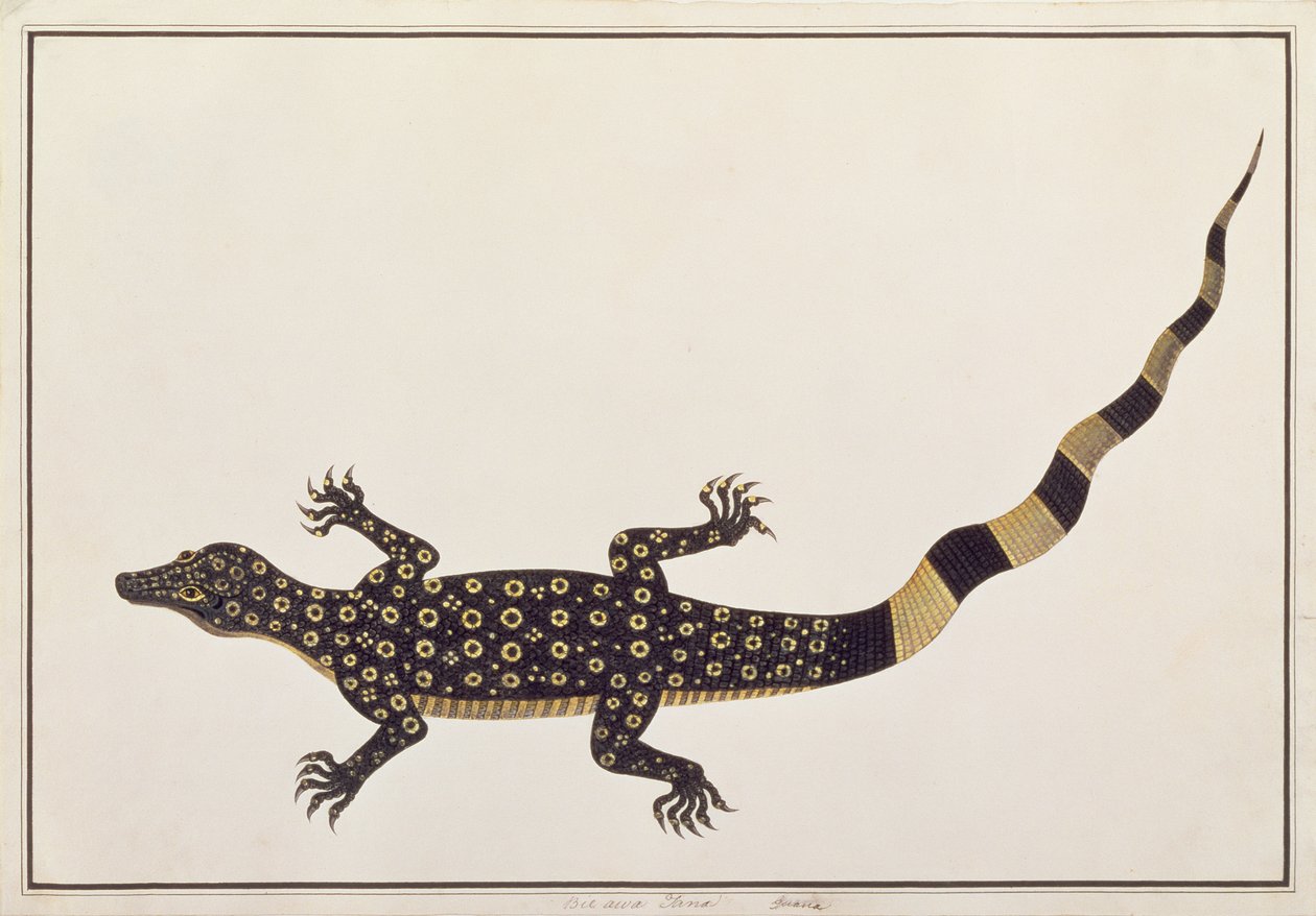 Guana, Bie awa Tana, uit Tekeningen van Dieren, Insecten en Reptielen uit Malakka, ca. 1805-18 door Chinese School
