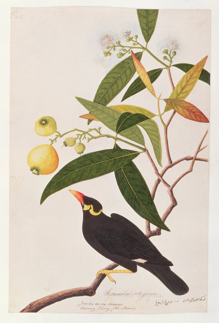 Heuvelmynah, uit Tekeningen van Vogels uit Malakka, c.1805-18 door Chinese School