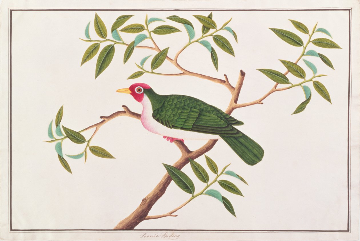 Jambu Fruitduif, uit Tekeningen van Vogels uit Malakka, ca. 1805-18 door Chinese School