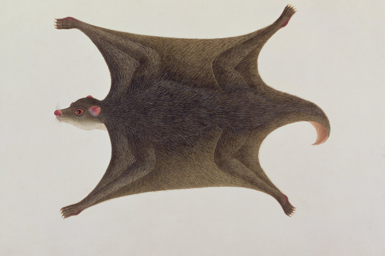 Koolong (Maleis) Lemur, Macanee, uit Tekeningen van Dieren, Insecten en Reptielen van Malakka, c.1805-18 door Chinese School