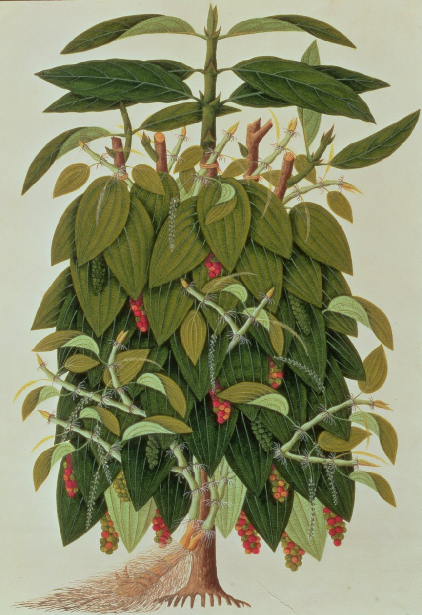 Lava Etam of Zwarte Peper, uit Tekeningen van Planten uit Malakka, c.1805-18 door Chinese School