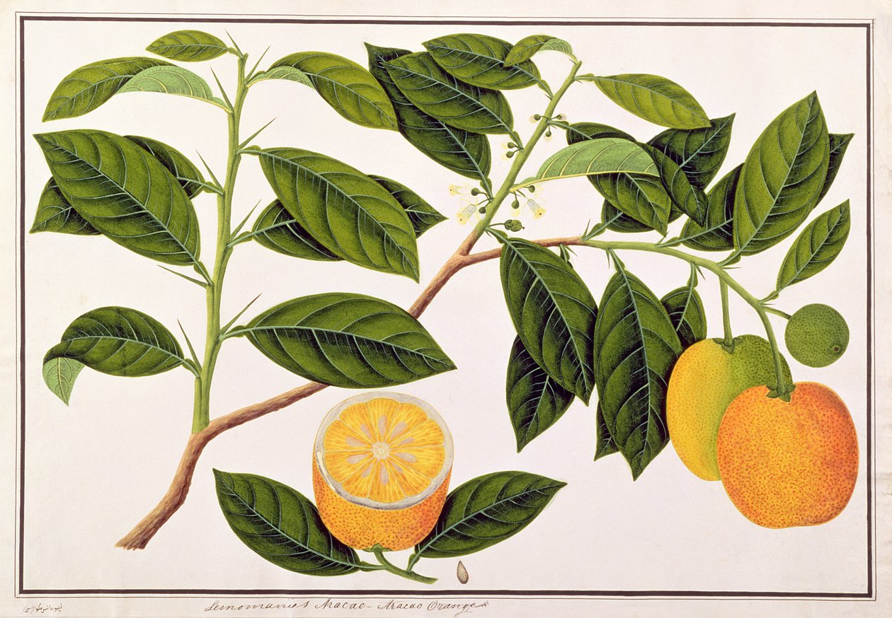 Lemomanies Macao-Macao Sinaasappels, uit Tekeningen van Planten uit Malakka, c.1805-18 door Chinese School