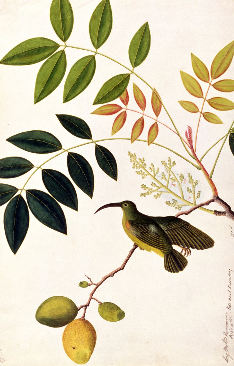Langsnavelige Kolibrie, Poko Booah Kadonong, uit Tekeningen van Vogels uit Malakka, ca. 1805-18 door Chinese School