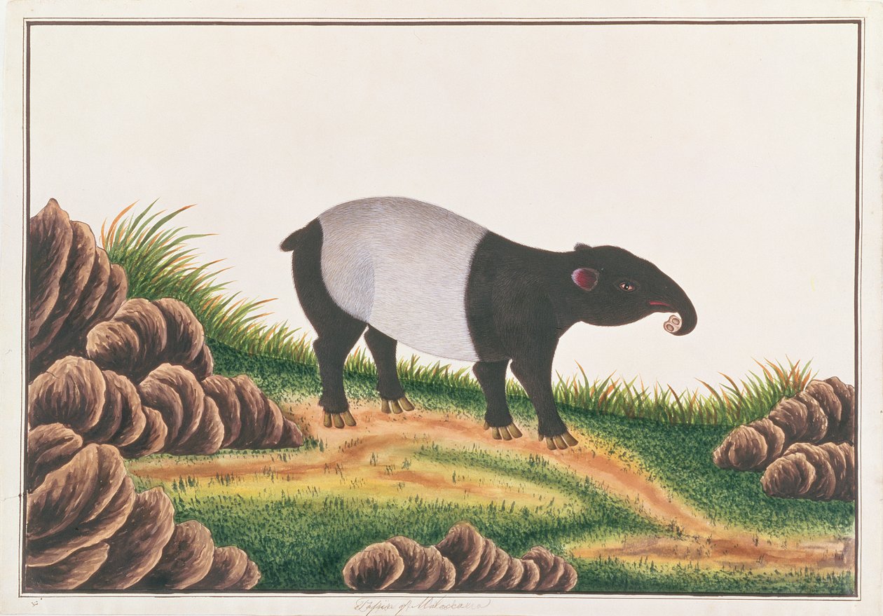 Maleise Tapir, uit Tekeningen van Dieren, Insecten en Reptielen uit Malakka, ca. 1805-18 door Chinese School
