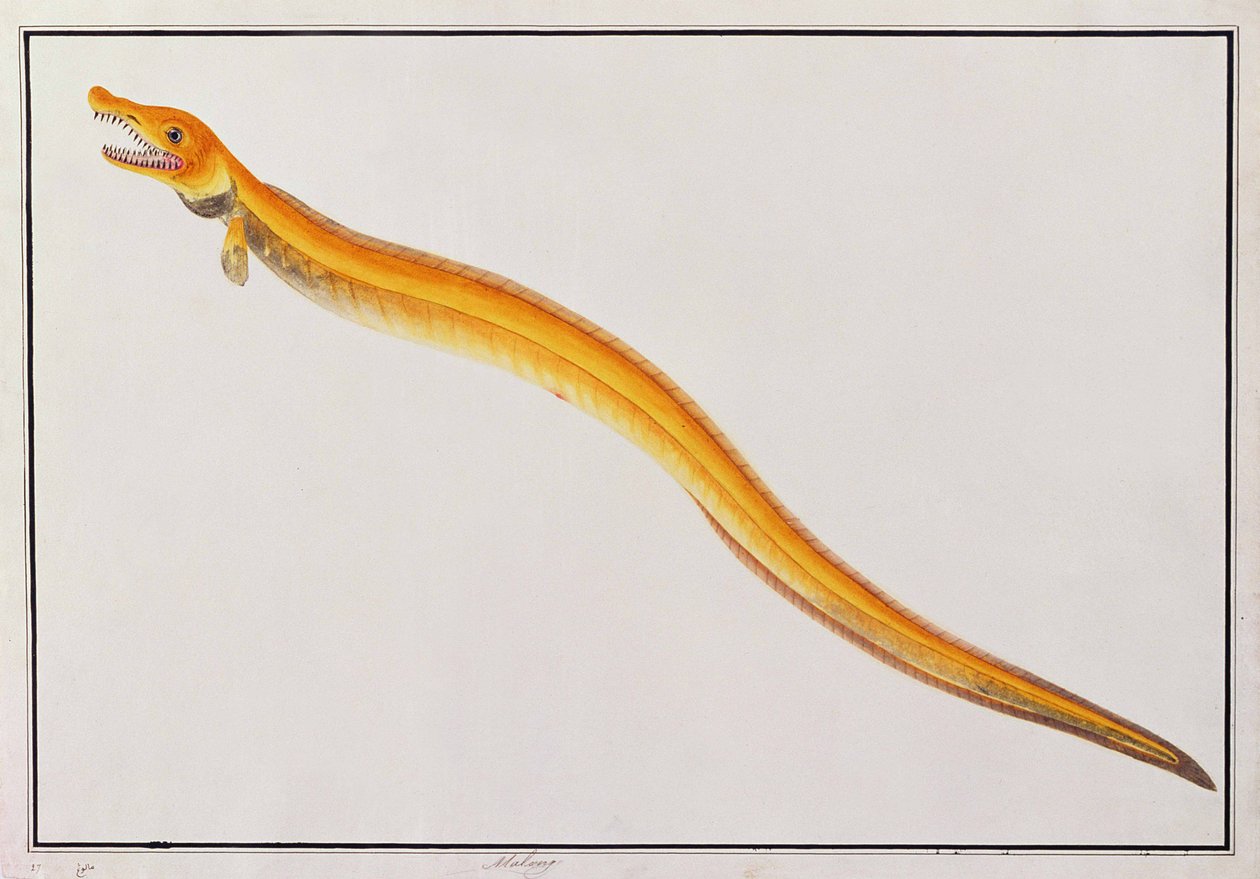 Malong, uit Tekeningen van Dieren, Insecten en Reptielen van Malakka, c.1805-18 door Chinese School