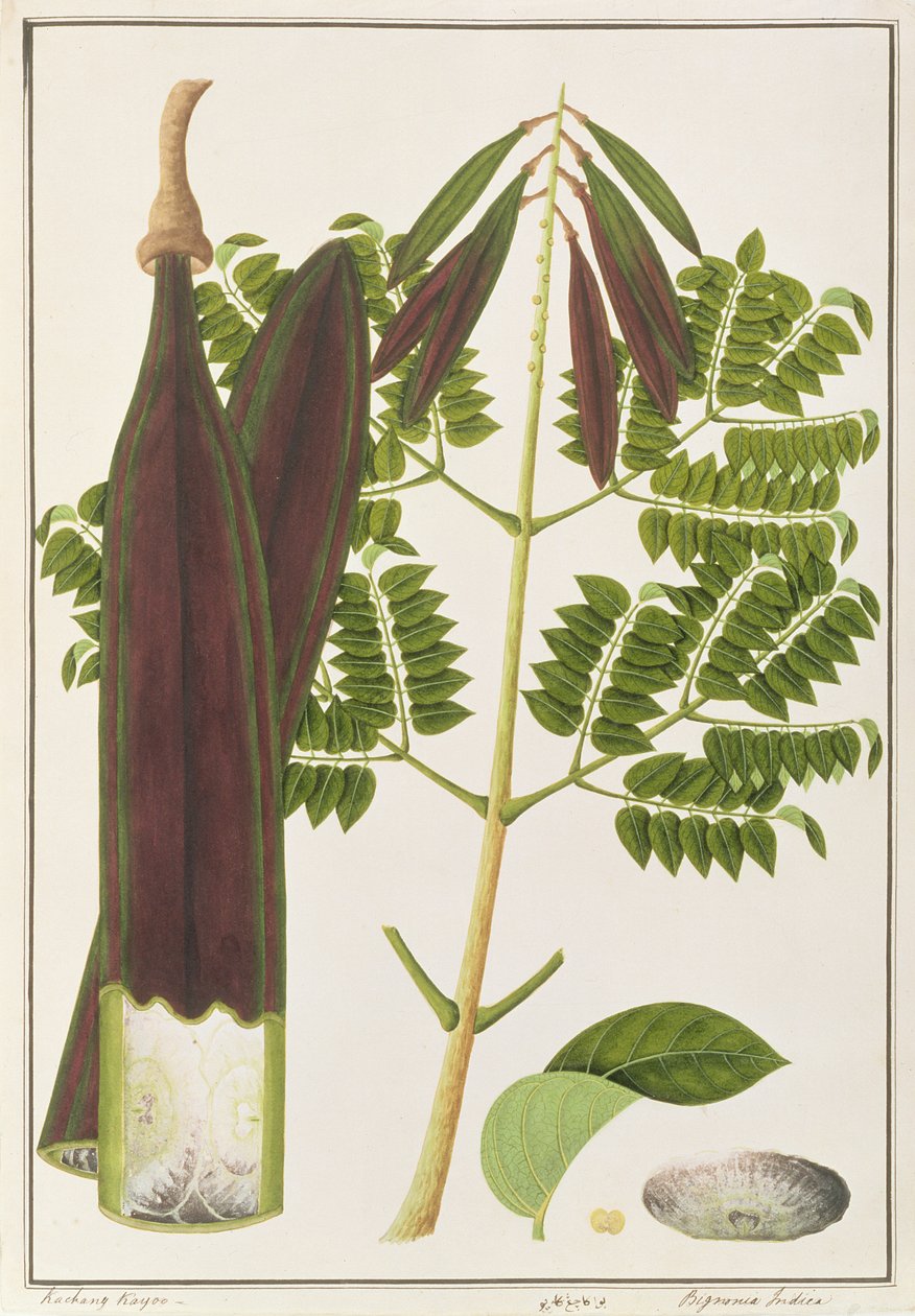 Middernacht Horror, uit Tekeningen van Planten uit Malakka, c.1805-18 door Chinese School