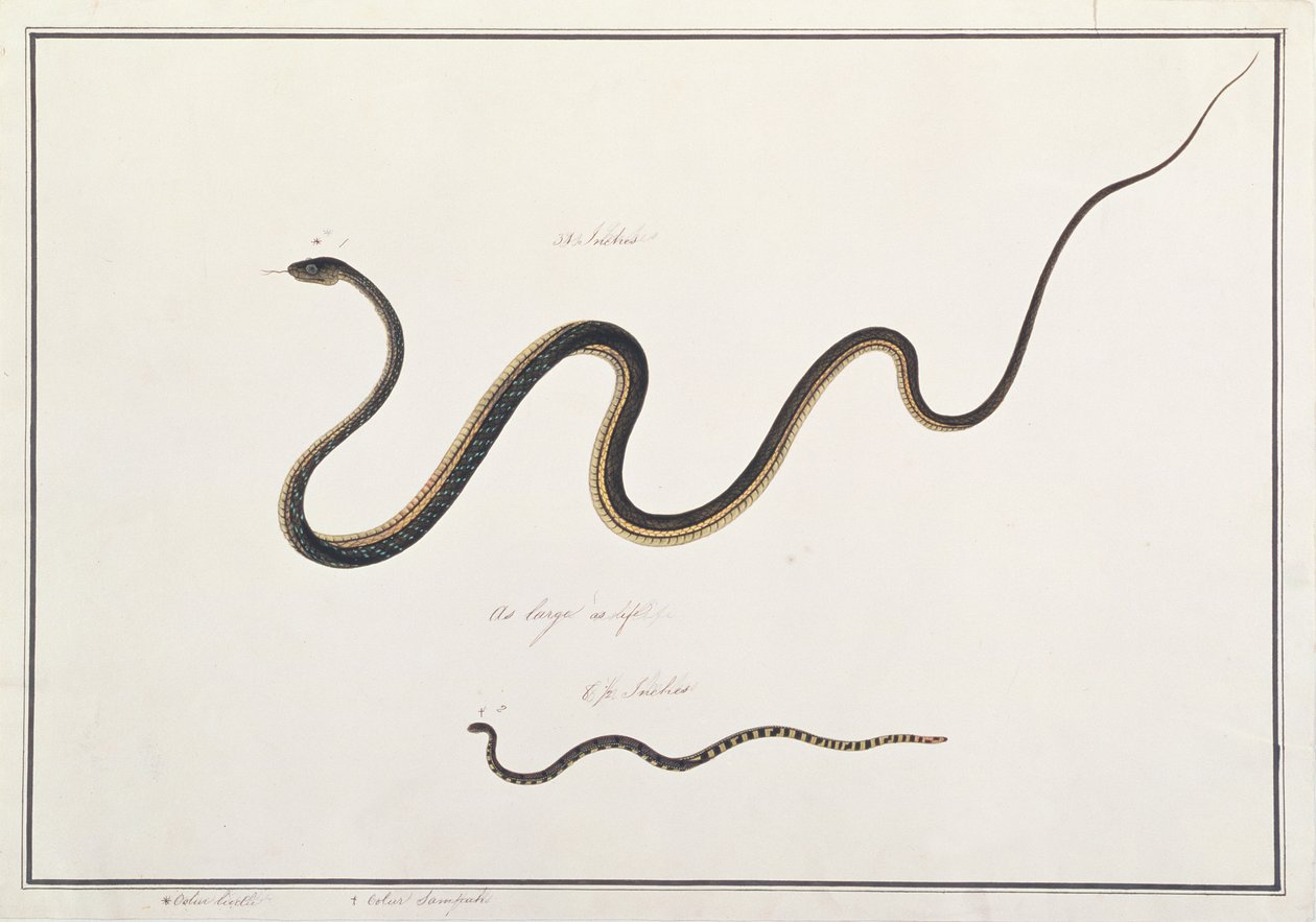 Geschilderde bronzen rugslang met gebandeerde Maleise koraalslang, uit Tekeningen van dieren, insecten en reptielen uit Malakka, c.1805-18 (wc & gouache op papier) door Chinese School