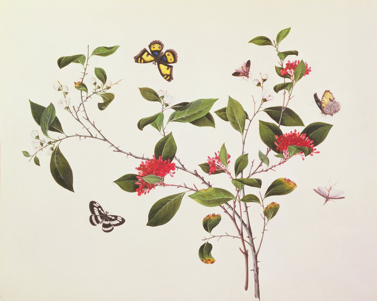 Plantstudie met vlinders en insecten, c.1800 door Chinese School