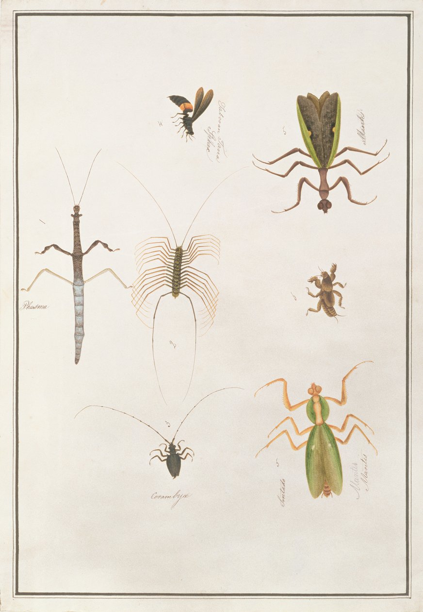Zes geleedpotigen, uit Tekeningen van Dieren, Insecten en Reptielen uit Malakka, ca. 1805-18 door Chinese School