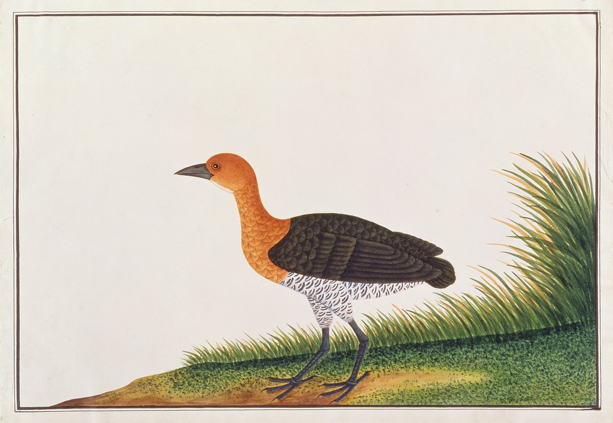 Leigrijze Ral, uit Tekeningen van Vogels uit Malakka, c.1805-18 door Chinese School