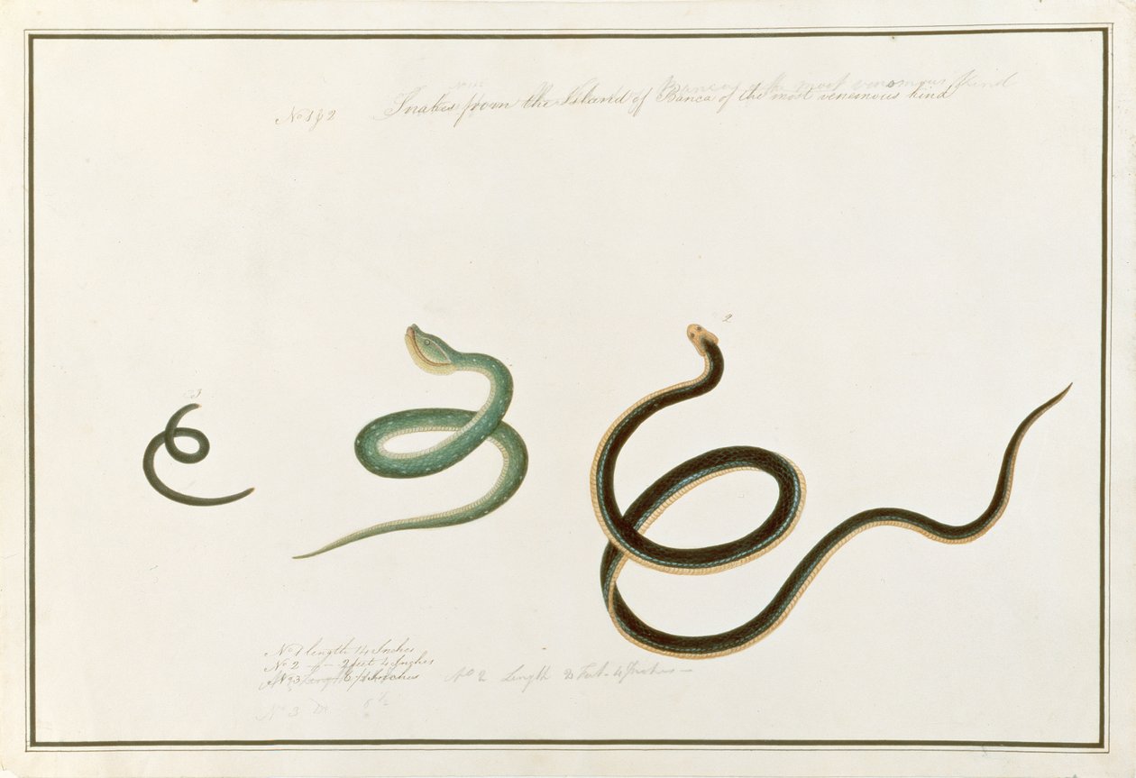 Slangen van het Eiland Banca van de meest giftige soort, uit Tekeningen van Dieren, Insecten en Reptielen uit Malakka, ca. 1805-18 door Chinese School