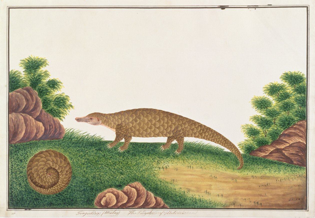 Sunda Pangolin, uit Tekeningen van Dieren, Insecten en Reptielen uit Malakka, ca. 1805-18 door Chinese School
