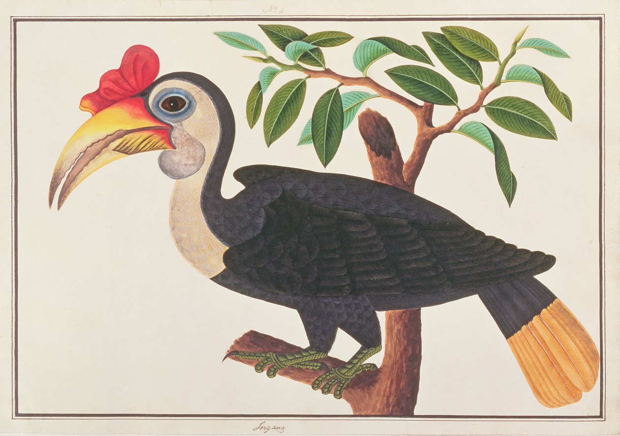 Gerimpelde Neushoornvogel, uit Tekeningen van Vogels uit Malakka, ca. 1805-18 door Chinese School